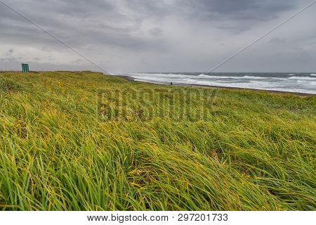 View Of The Waved Waves Of The Avachinskaya Bay , Avacha Bay And Volcanic Beaches. High Grass Growin
