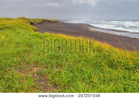 View Of The Waved Waves Of The Avachinskaya Bay , Avacha Bay And Volcanic Beaches. High Grass Growin