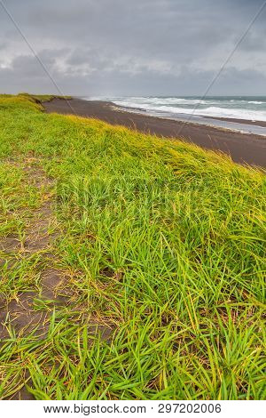 View Of The Waved Waves Of The Avachinskaya Bay , Avacha Bay And Volcanic Beaches. High Grass Growin