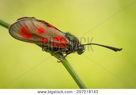 Zygaena Loti, Slender Scotch Burnet, Black Red Moth Butterfly In Czech Republic