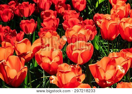 Beautiful Red Tulips In Sunny Weather In Holland.