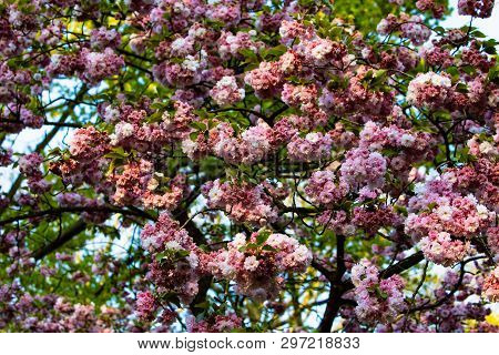 Beautiful Flowers Tree In Sunny Weather In Holland.
