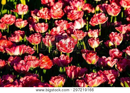 Beautiful Red Tulips In Sunny Weather In Holland.