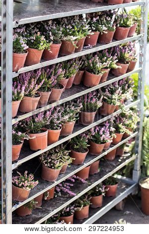 Young Flowering Heather In Pots On The Stand Of The Market.