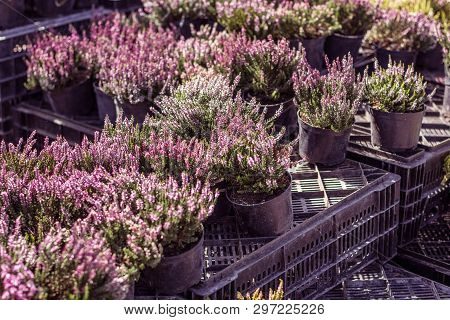 Young Flowering Heather In Pots On Boxes In The Market, Sale.