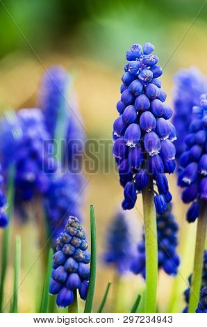 Small Blue Flowers Bloom In Spring Muskari
