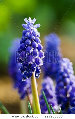 Small Blue Flowers Bloom In Spring Muskari