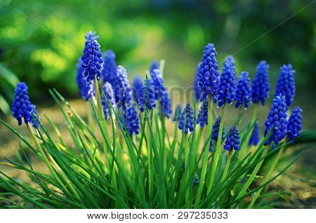Small Blue Flowers Bloom In Spring Muskari