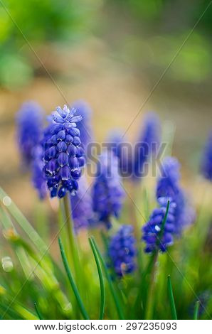 Small Blue Flowers Bloom In Spring Muskari