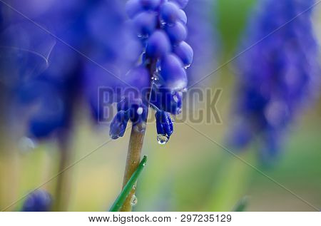 Small Blue Flowers Bloom In Spring Muskari