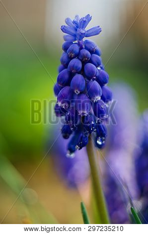 Small Blue Flowers Bloom In Spring Muskari