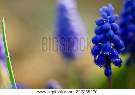 Small Blue Flowers Bloom In Spring Muskari