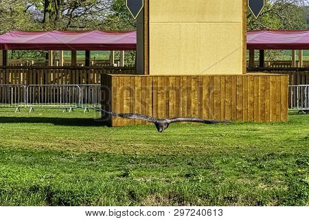 Flying Young Andean Condor (vultur Gryphus) - United Kingdom