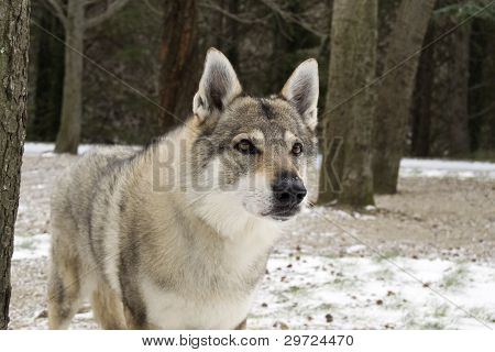 Tjeckoslovakisk varghund