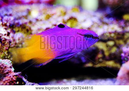 Royal Gramma Salt Water Fish  - (gramma Loreto)