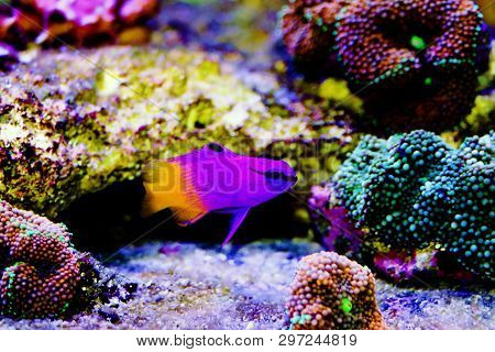 Royal Gramma Salt Water Fish  - (gramma Loreto)