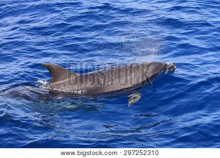 Common Bottle-nosed Dolphin (tursiops Truncatus) In The Atlantic Ocean. Canary Islands. Spain
