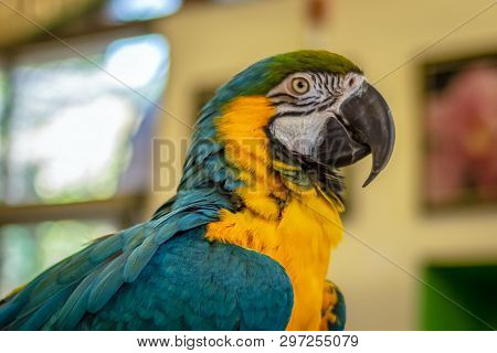 Macaw Is Blue-yellow (ara Ararauna). Head Of A Parrot In Profile Close-up.