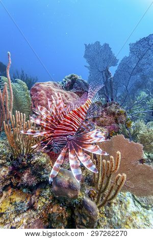 Coral Garden In Caribbean With Lionfish On Top Of Barrel Sponge