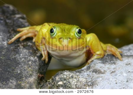 Smiling Frog