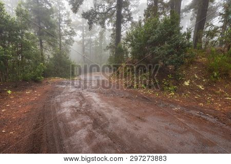 Beautiful Foggy Forest In Arenas Negras, Tenerife, Canary Islands, Spain.