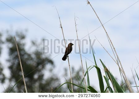 Thickbilled Weaver Bird On Reed (amblyospiza Albifrons)