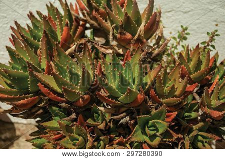 Close-up Of Prickly Leaves Of Lush Succulent Plants In Front Of Wall At Evoramonte. A Tiny Fortified