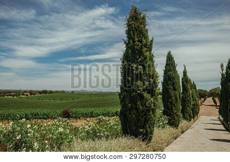 Charming Cobblestone Path Encircled By Poplars And Vines In A Vineyard Near Estremoz. A Nice Little 