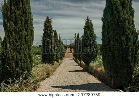 Charming Cobblestone Path Encircled By Poplars And Bushes In A Vineyard Near Estremoz. A Nice Little
