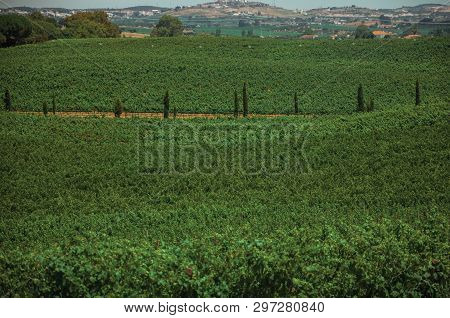 Landscape Of Many Green Vines And Dirt Road In A Vineyard Near Estremoz. A Nice Little Historic Town