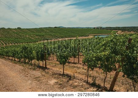 View Of Many Parallel Vines Stretches As Far As The Eye Could See Going Up The Hill, In A Vineyard N