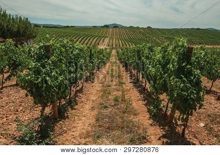 View Of Many Parallel Vines Stretches As Far As The Eye Could See Going Up The Hill, In A Vineyard N