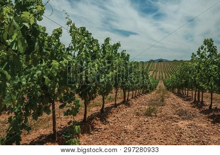 View Of Many Parallel Vines Stretches As Far As The Eye Could See Going Up The Hill, In A Vineyard N