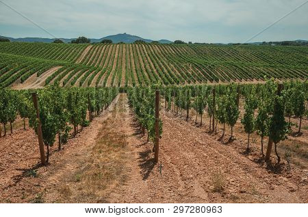 View Of Many Parallel Vines Stretches As Far As The Eye Could See Going Up The Hill, In A Vineyard N