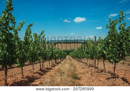 View Of Many Vines Stretches As Far As The Eye Could See Going Down The Hill, In A Vineyard Near Est