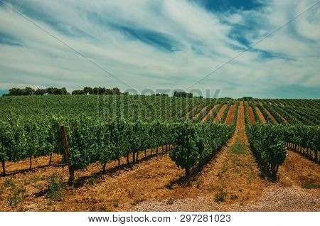 View Of Vines Stretches As Far As The Eye Could See Going Up The Hill, In Vineyard Near Estremoz. A 