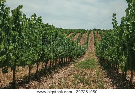 View Of Many Parallel Vines Stretches As Far As The Eye Could See Going Up The Hill, In A Vineyard N