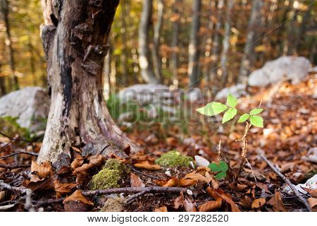 Wild Plant Leaf Close Up, Autumn Background.  Beauty In Nature. Autumn Lansdscape
