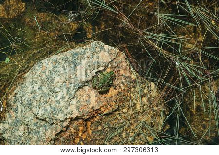 Small Green Frog On Stone Among Water And Riverside Vegetation, In A Sunny Day On Highlands Of The S