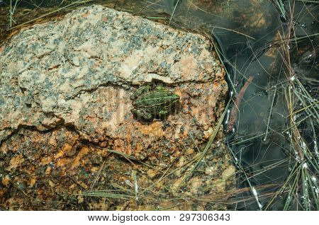 Small Green Frog On Stone Among Water And Riverside Vegetation, In A Sunny Day On Highlands Of The S