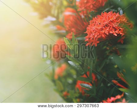 Chinese Ixora Or Ixora Cluster With Green Leaves. Red Flowers Bush And Sunlight.