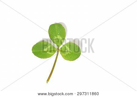 Separate Clover Leaf Isolated On White Background