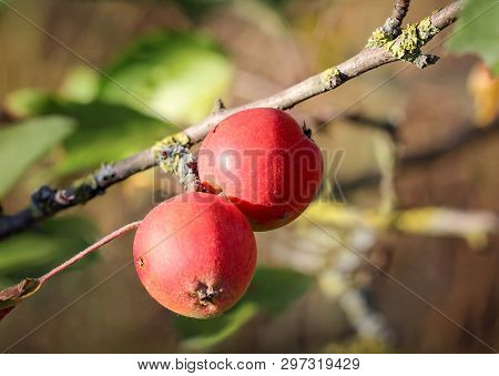 Close-up View Of Red Apple In Autumn