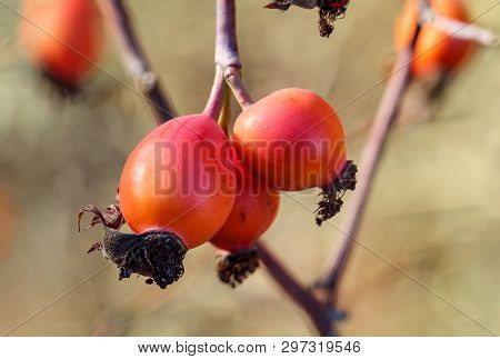 Close-up View Of Rose Hip Shrub In Autumn