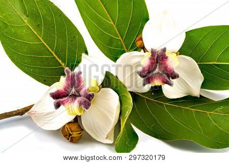 Mahaprom Rachini Flowers ( Mitrephora Sirikitiae) With Leaf And Bud On White Background