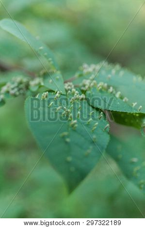 Gall Leaf Plant, Fungal, Akarinoz, Bacterial Bumps.