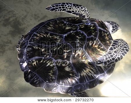 Zielony żółw w Sri Lanka