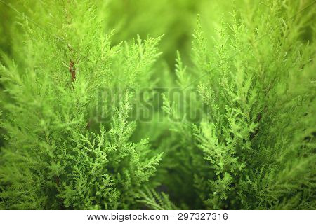 Natural Green Plants Landscape Using As A Background. Fresh Concept. Ecology.