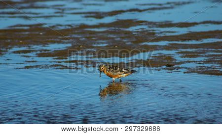 Shorebird Red Knot Or Calidris Canutus Walking At Sea Shoreline Close-up Portrait, Selective Focus, 