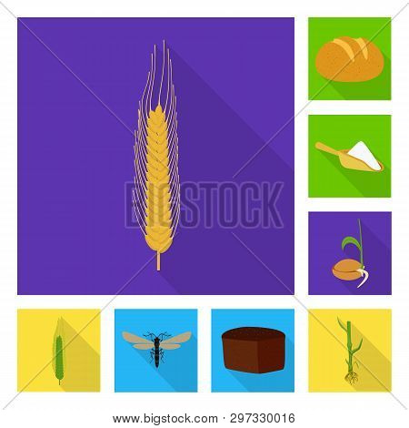 Vector Design Of Wheat And Corn Icon. Collection Of Wheat And Harvest Stock Symbol For Web.